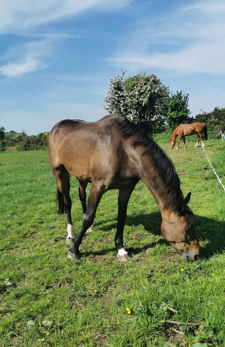 Quality Brood mare - Image 4