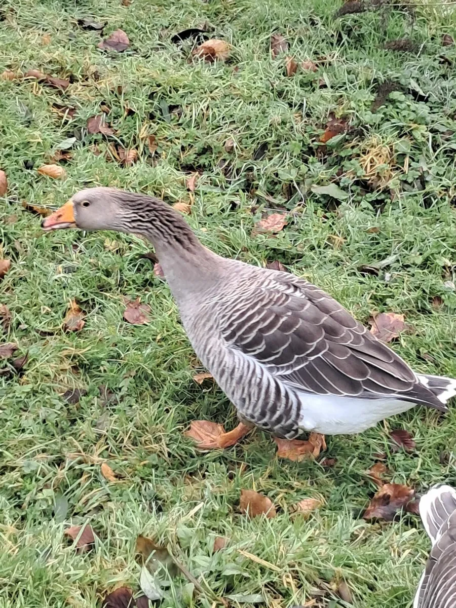 Goose for sale - Image 2