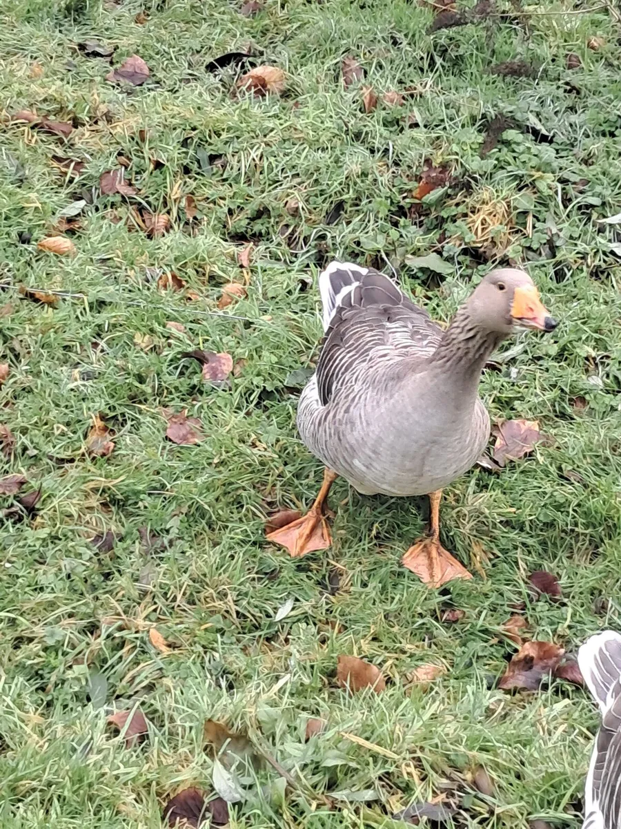 Goose for sale - Image 3