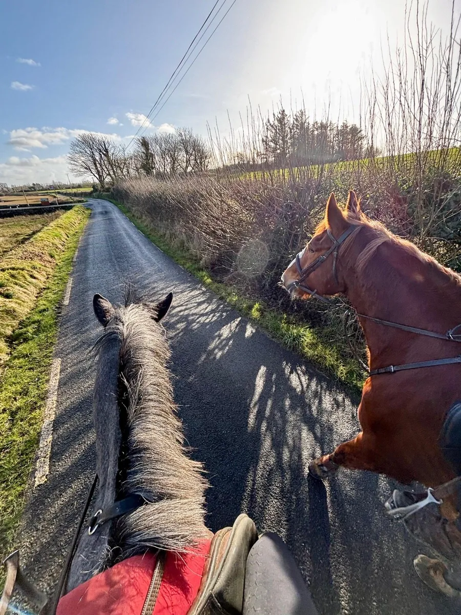 4 year old filly - Image 3