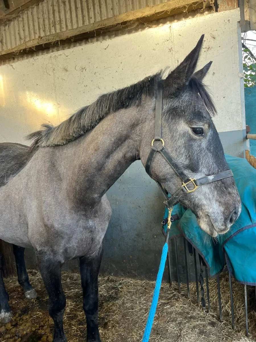 4 year old filly - Image 2