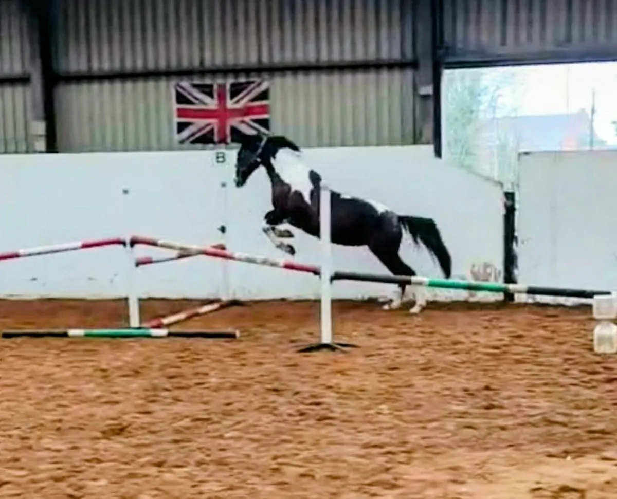 Horse Irish Skewbald 16.3hh - Image 2