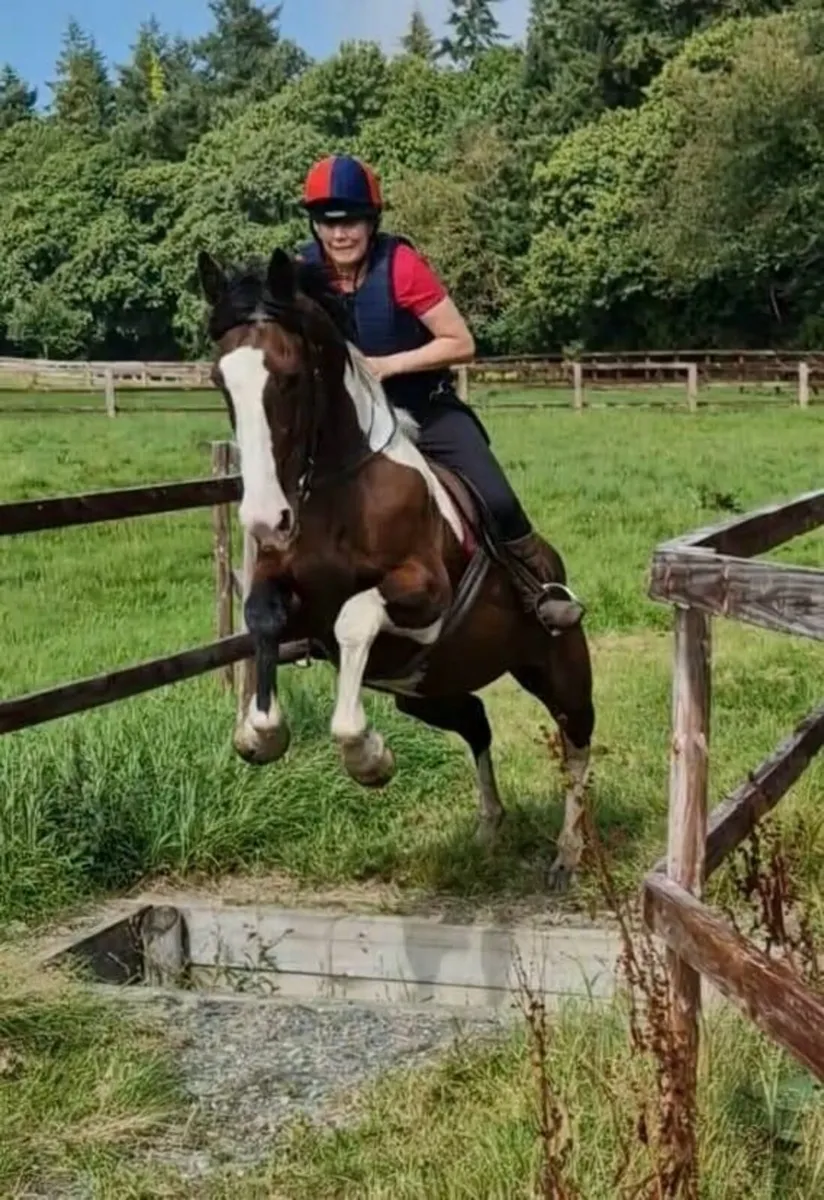 Horse Irish Skewbald 16.3hh - Image 3
