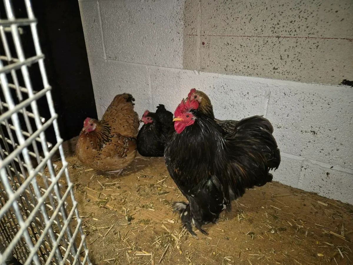 Pb poultry - Image 2