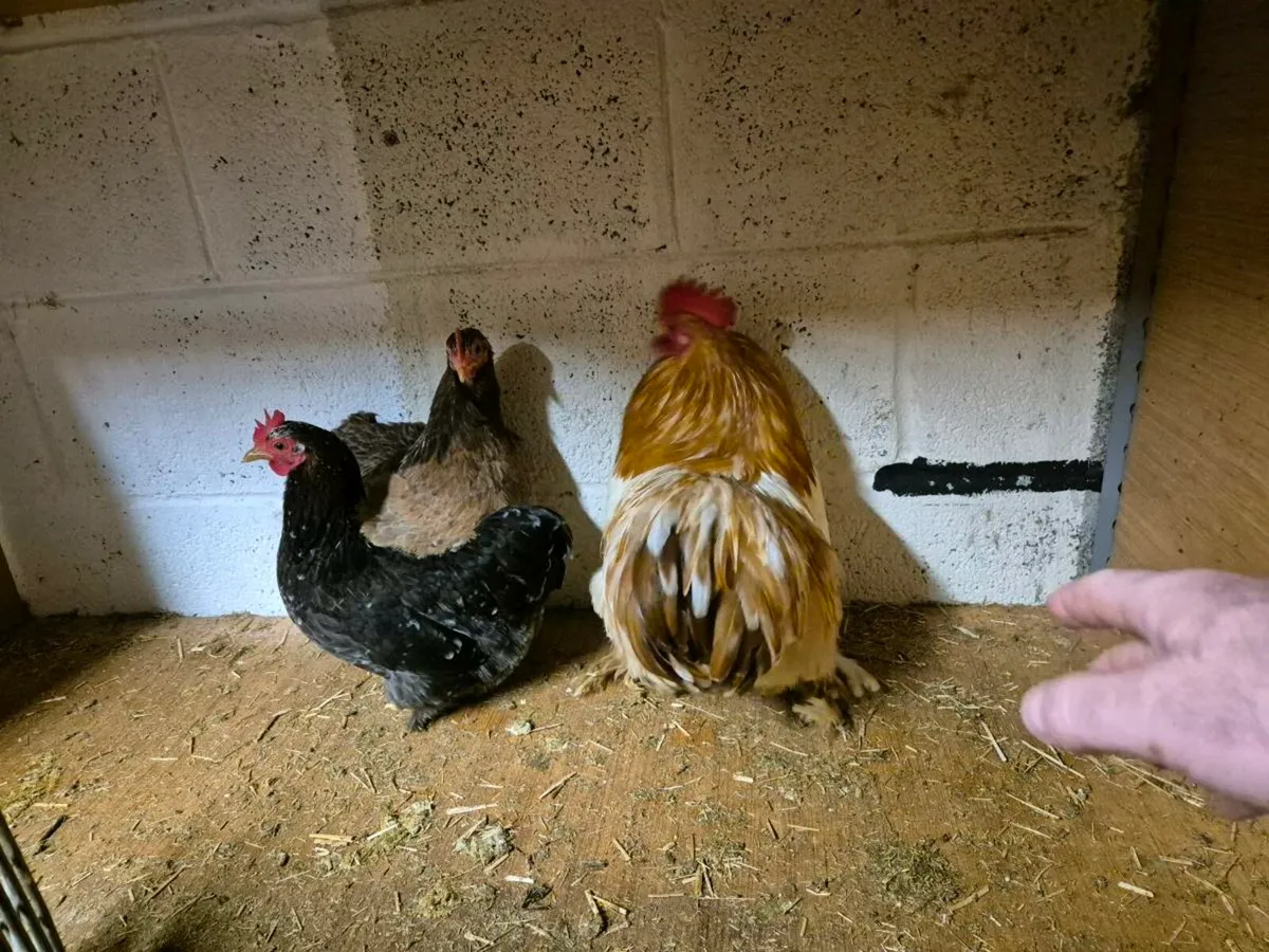 Pb poultry - Image 3