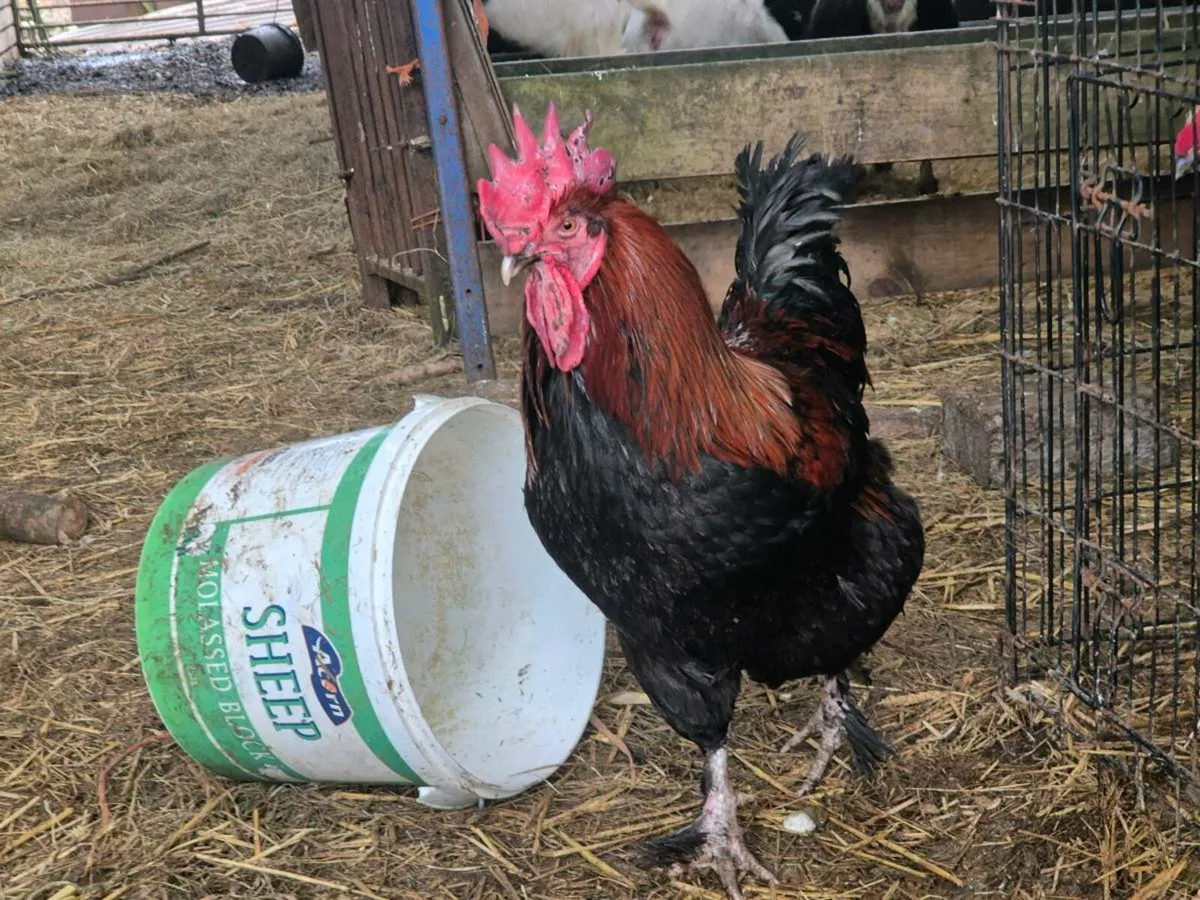 Pb poultry - Image 4
