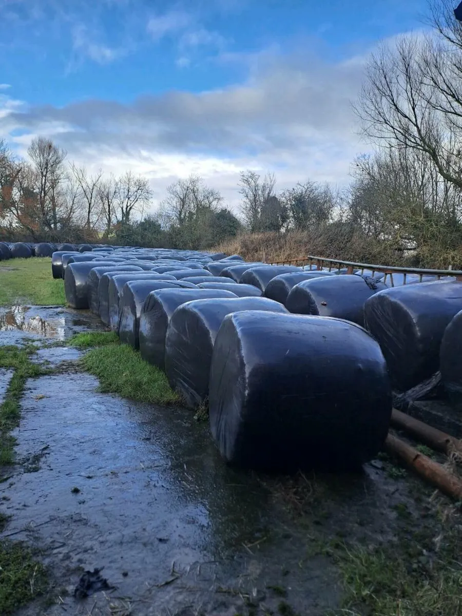 Silage for sale - Image 2