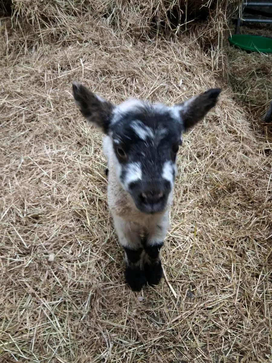 Petrol lamb - Image 2