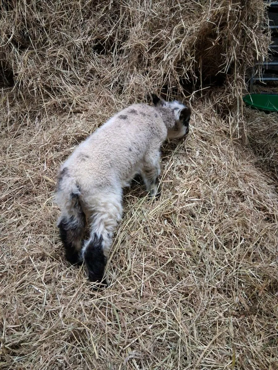 Petrol lamb - Image 4