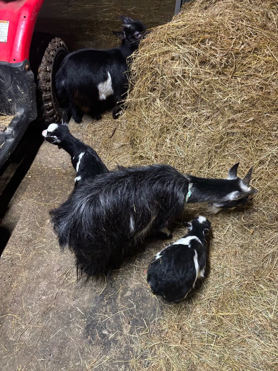 3year old doe, I year old doe and 2 year old buck - Image 1