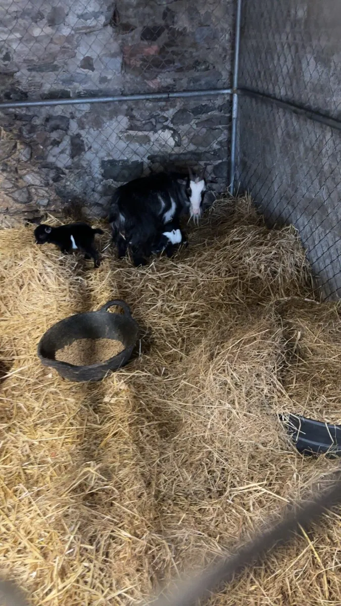 3year old doe, I year old doe and 2 year old buck - Image 2