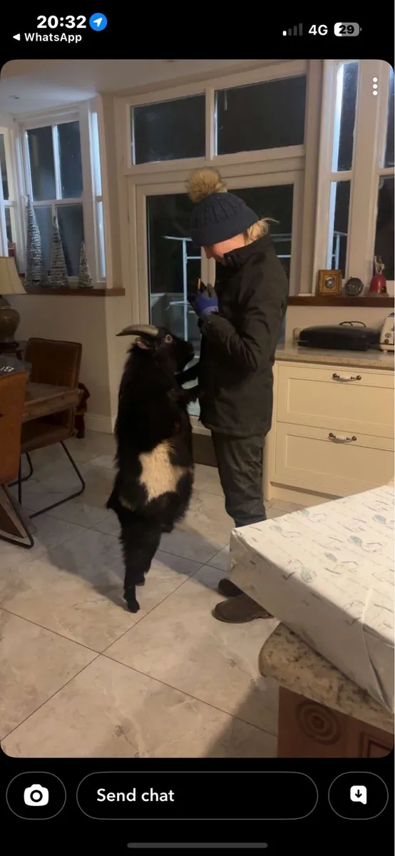 3year old doe, I year old doe and 2 year old buck - Image 3