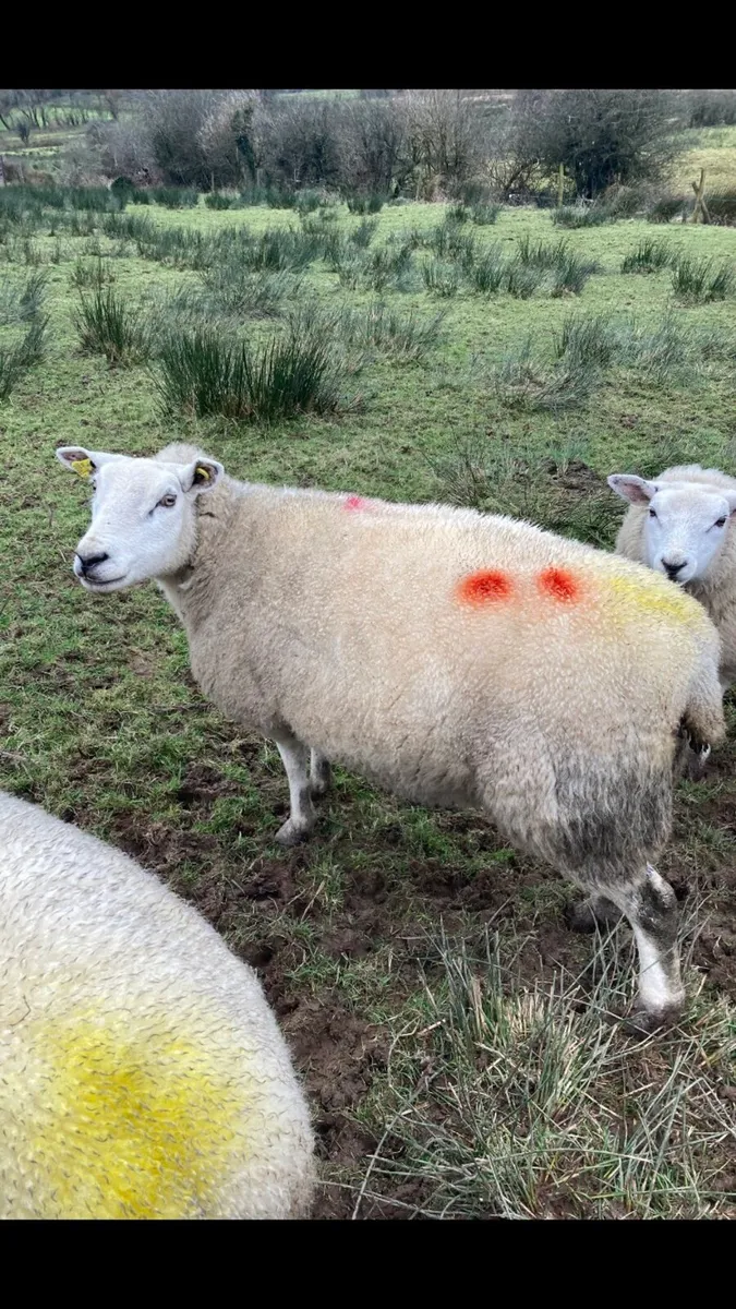 Sheep in lamb - Image 2