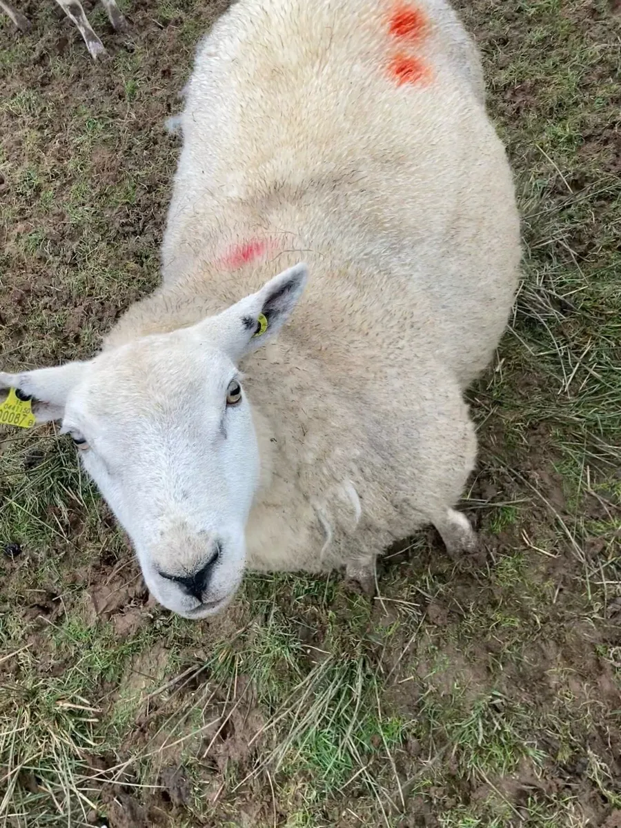 Sheep in lamb - Image 3