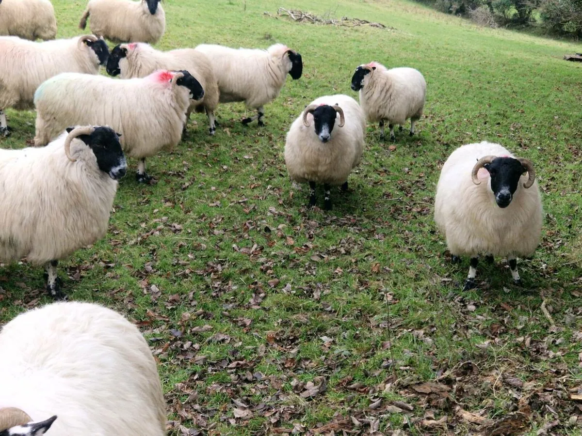 In-lamb Perth hoggets - Image 1