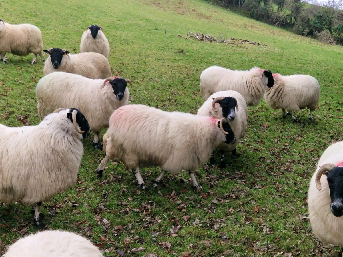 In-lamb Perth hoggets - Image 2