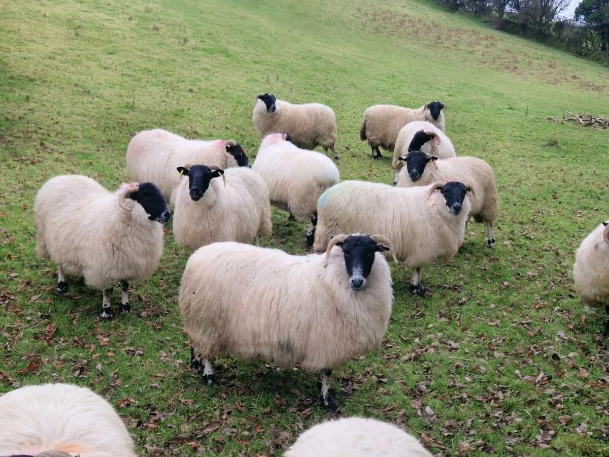 In-lamb Perth hoggets - Image 3