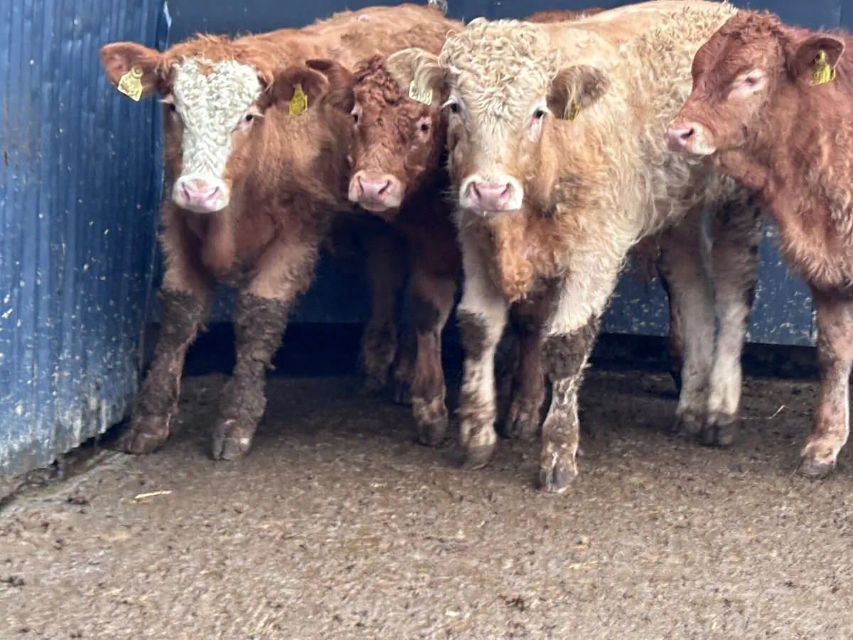 4 smashingCharlaois & Limision bull Weanlings for - Image 3