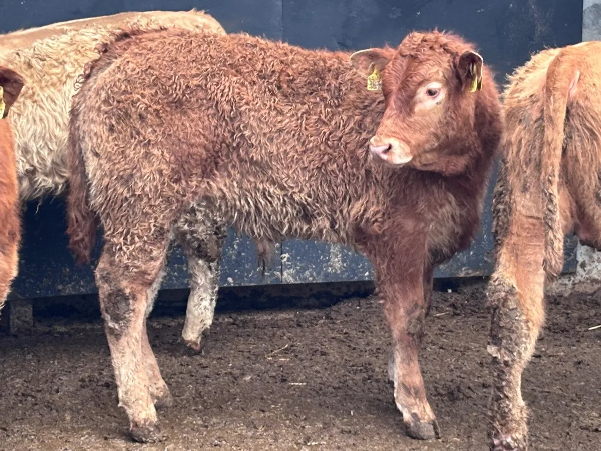 4 smashingCharlaois & Limision bull Weanlings for - Image 1