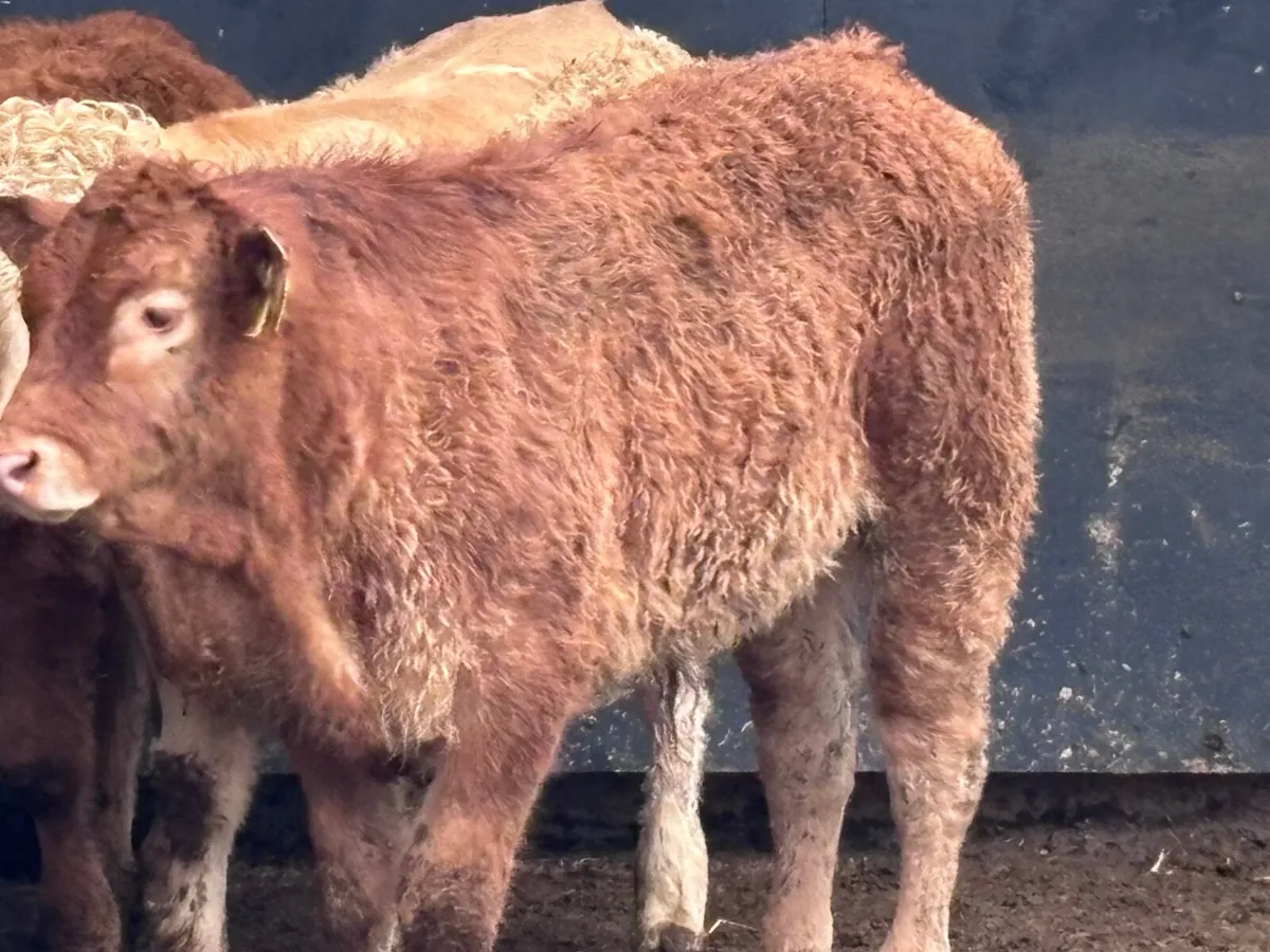 4 smashingCharlaois & Limision bull Weanlings for - Image 2