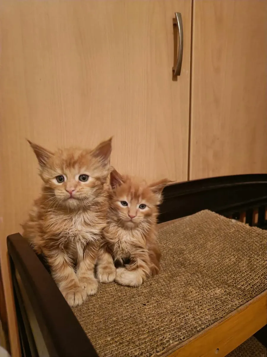 Maine Coon kitten Han is for sale, WCF registered. - Image 2