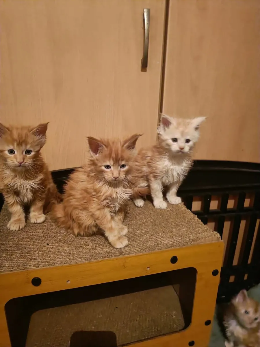 Maine Coon kitten Han is for sale, WCF registered. - Image 4