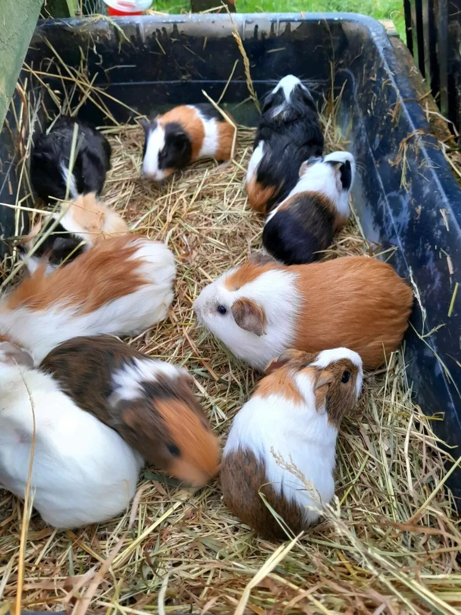 Guinea Pigs - Image 1