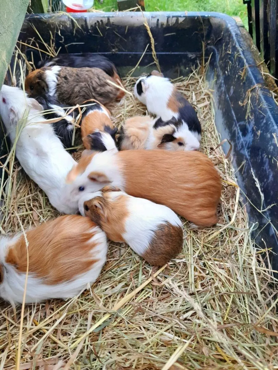 Guinea Pigs - Image 3