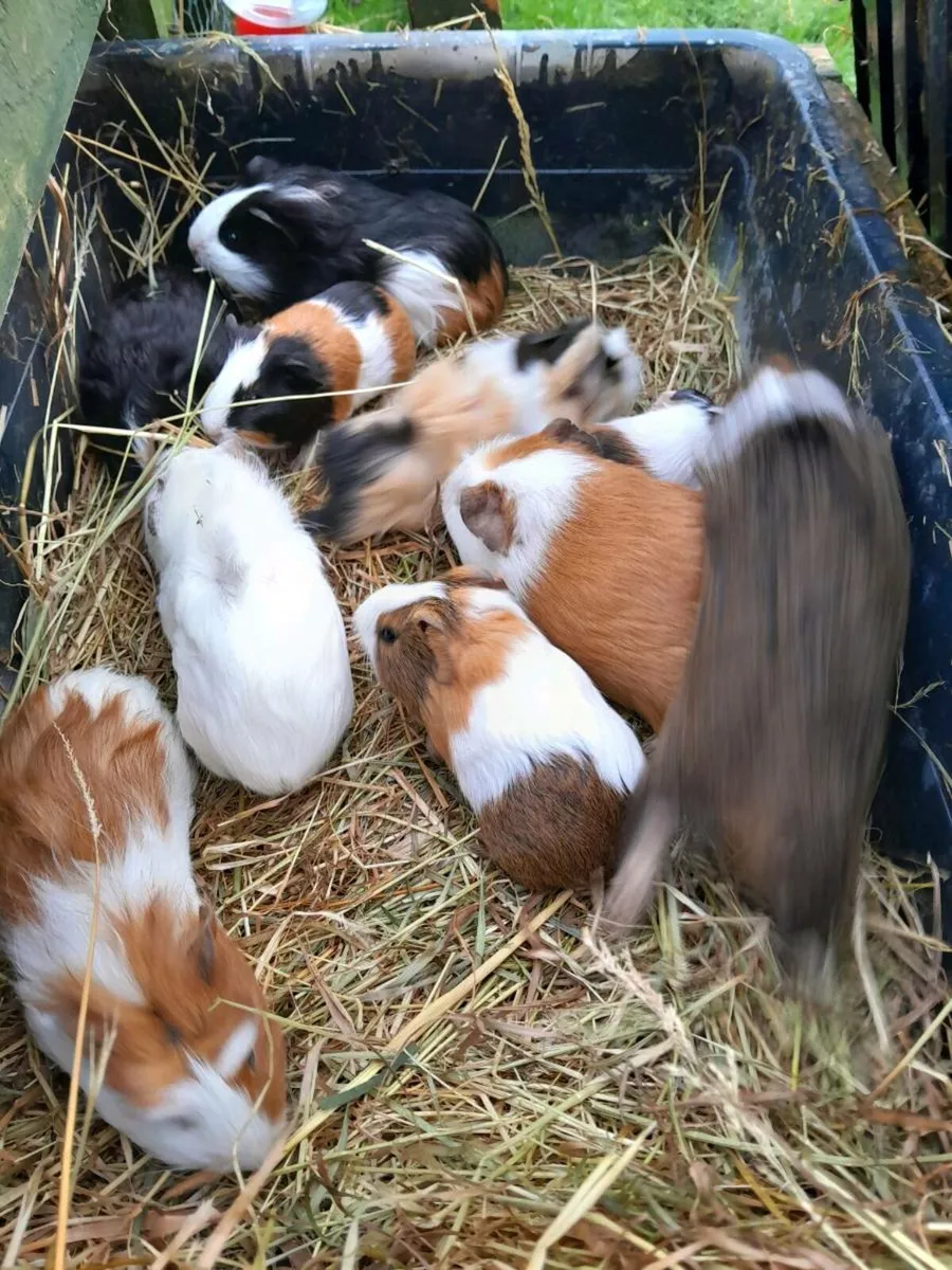 Guinea Pigs - Image 2