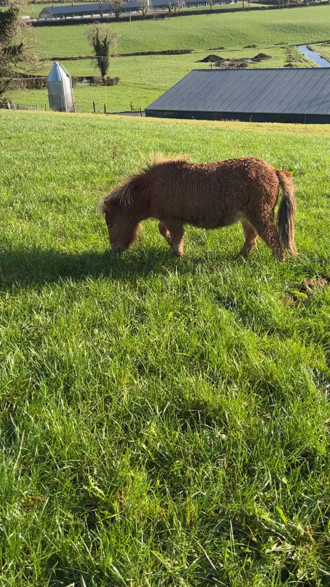 Shetland pony - Image 1
