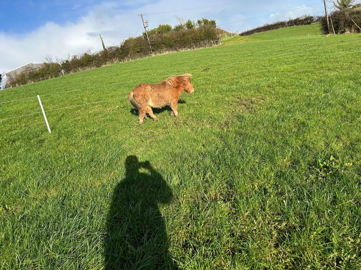 Shetland pony - Image 3
