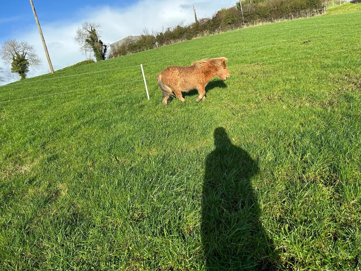 Shetland pony - Image 4