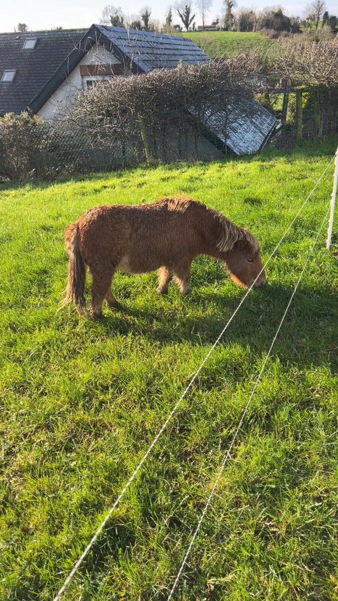 Shetland pony - Image 2