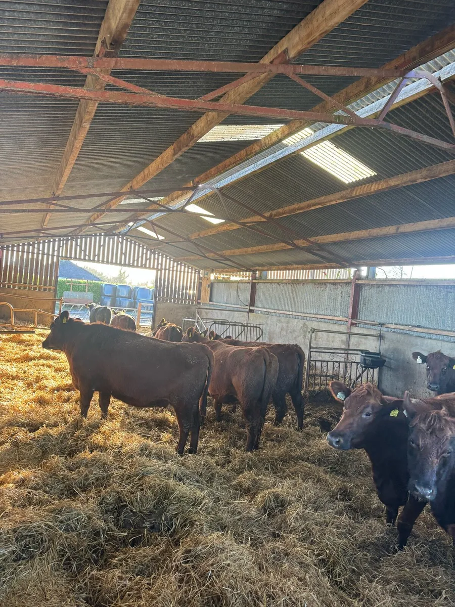 In calf heifers - Image 2