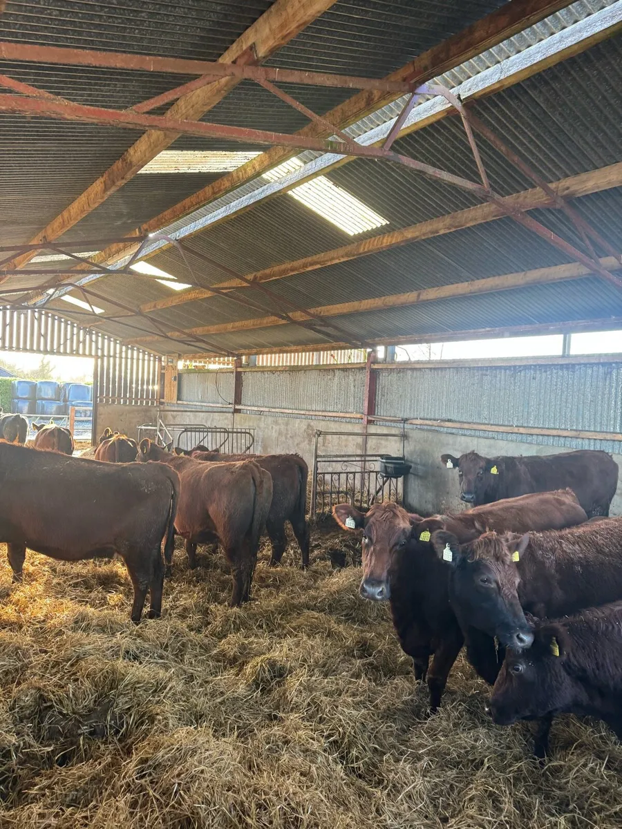 In calf heifers - Image 3