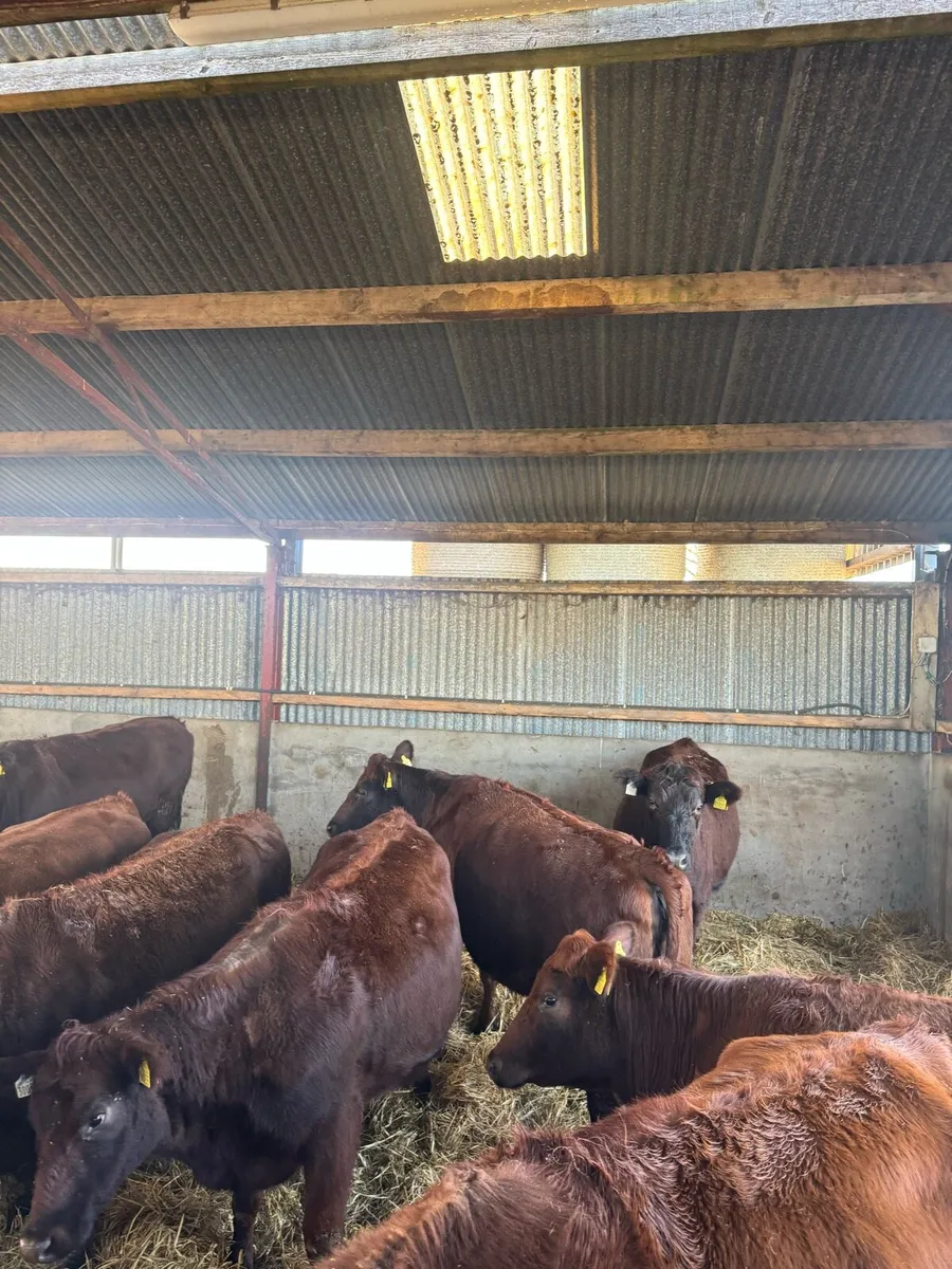 In calf heifers - Image 4