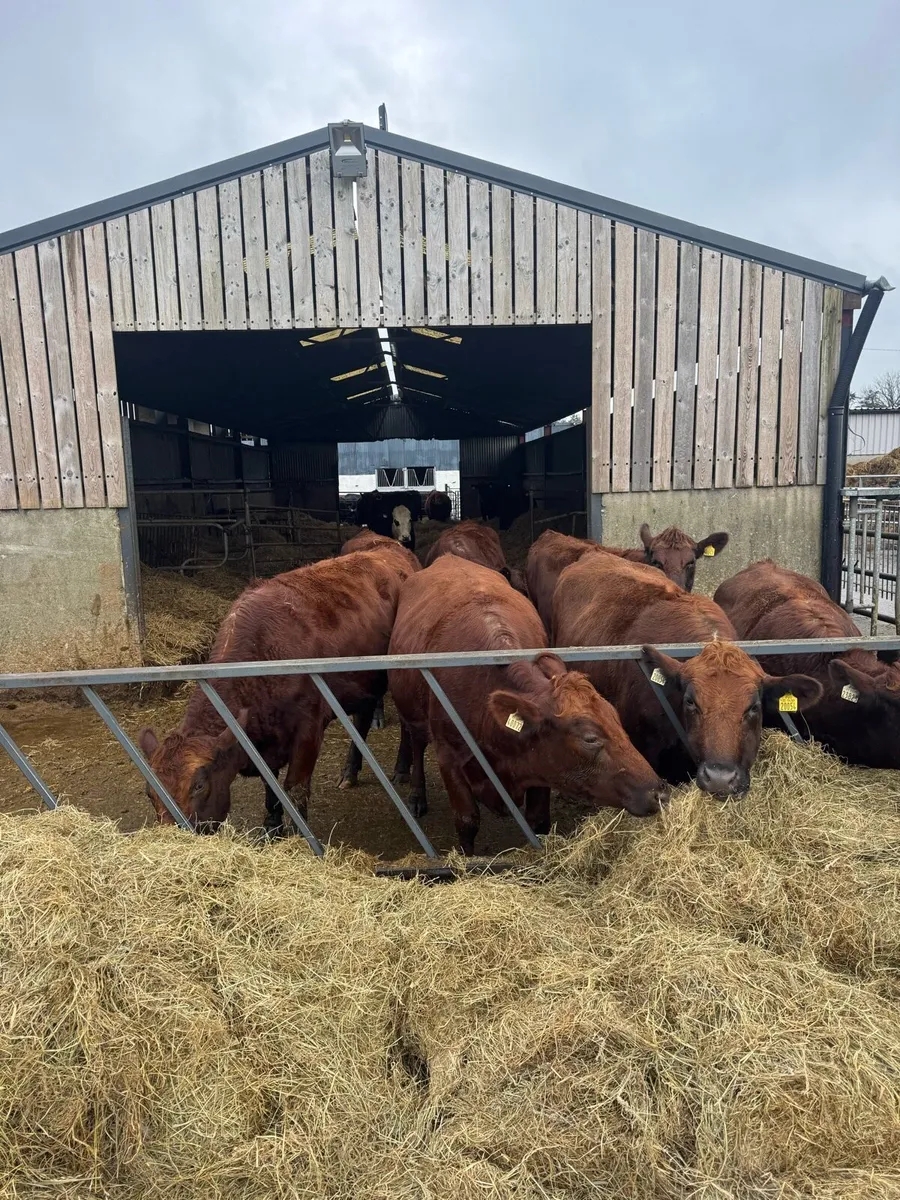 In calf heifers - Image 1