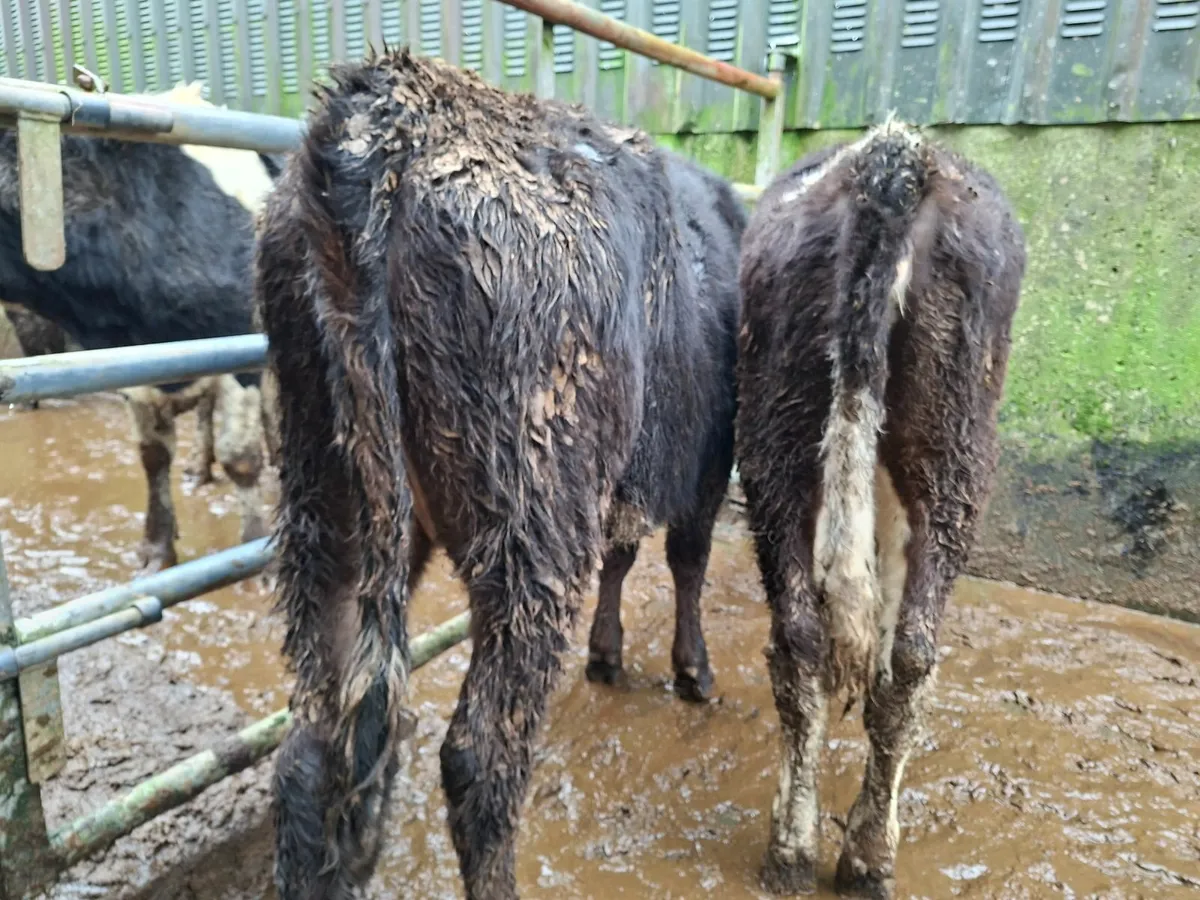 Hereford Heifers - Image 2