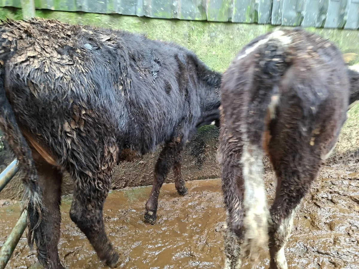 Hereford Heifers - Image 3
