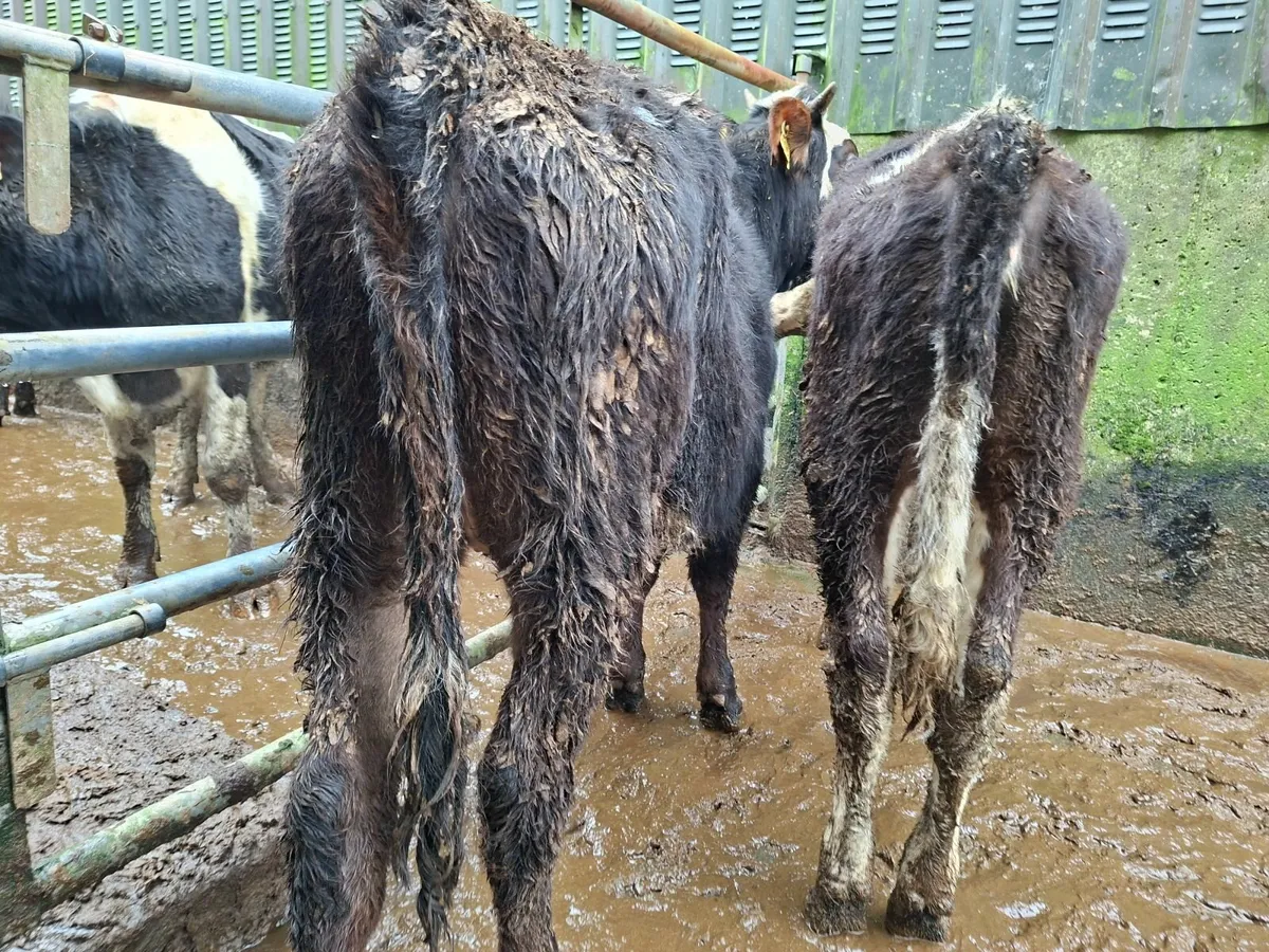 Hereford Heifers - Image 4