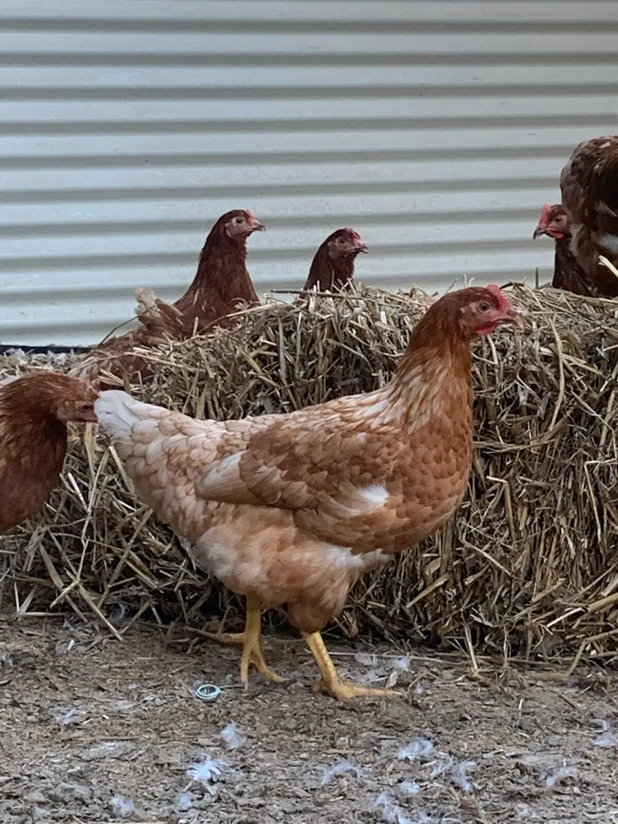 Point of lay Pullets - Image 1