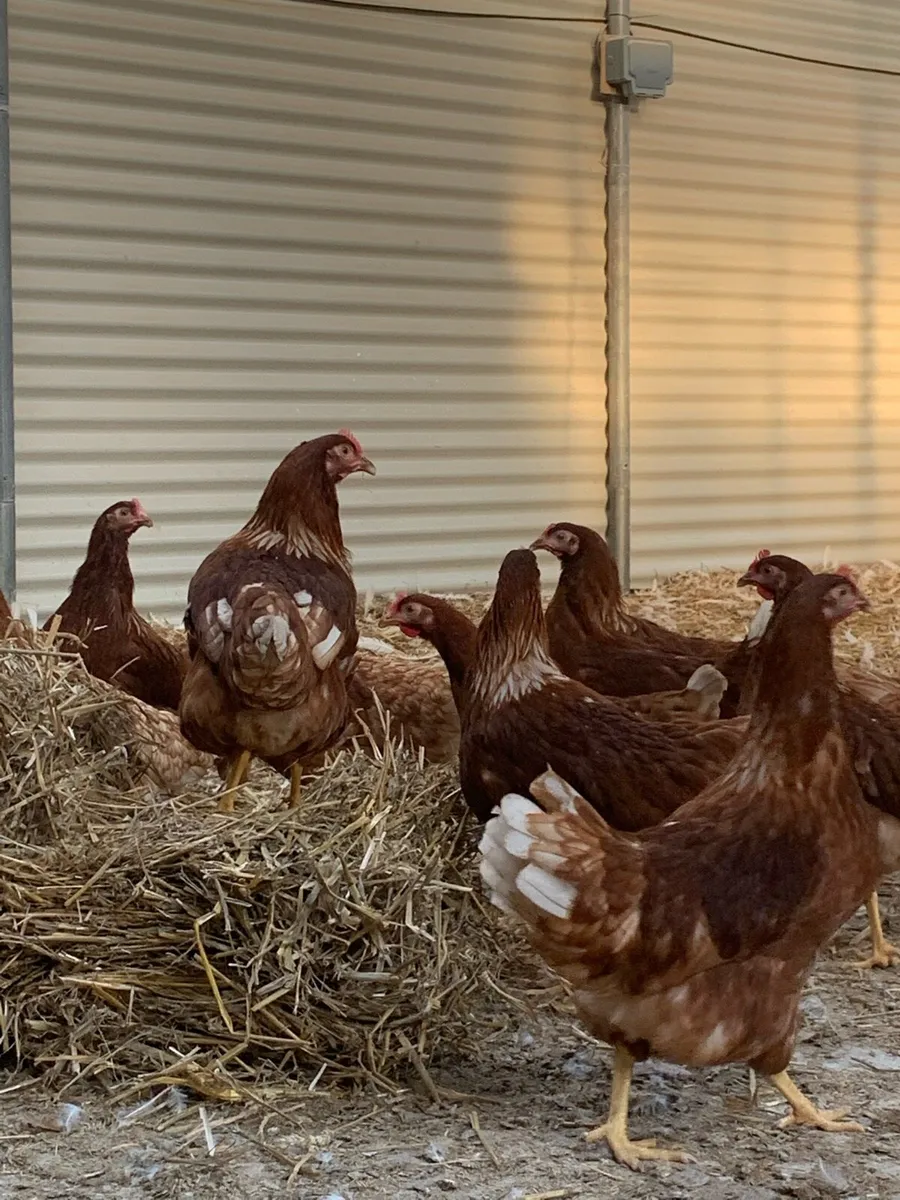 Point of lay Pullets - Image 3