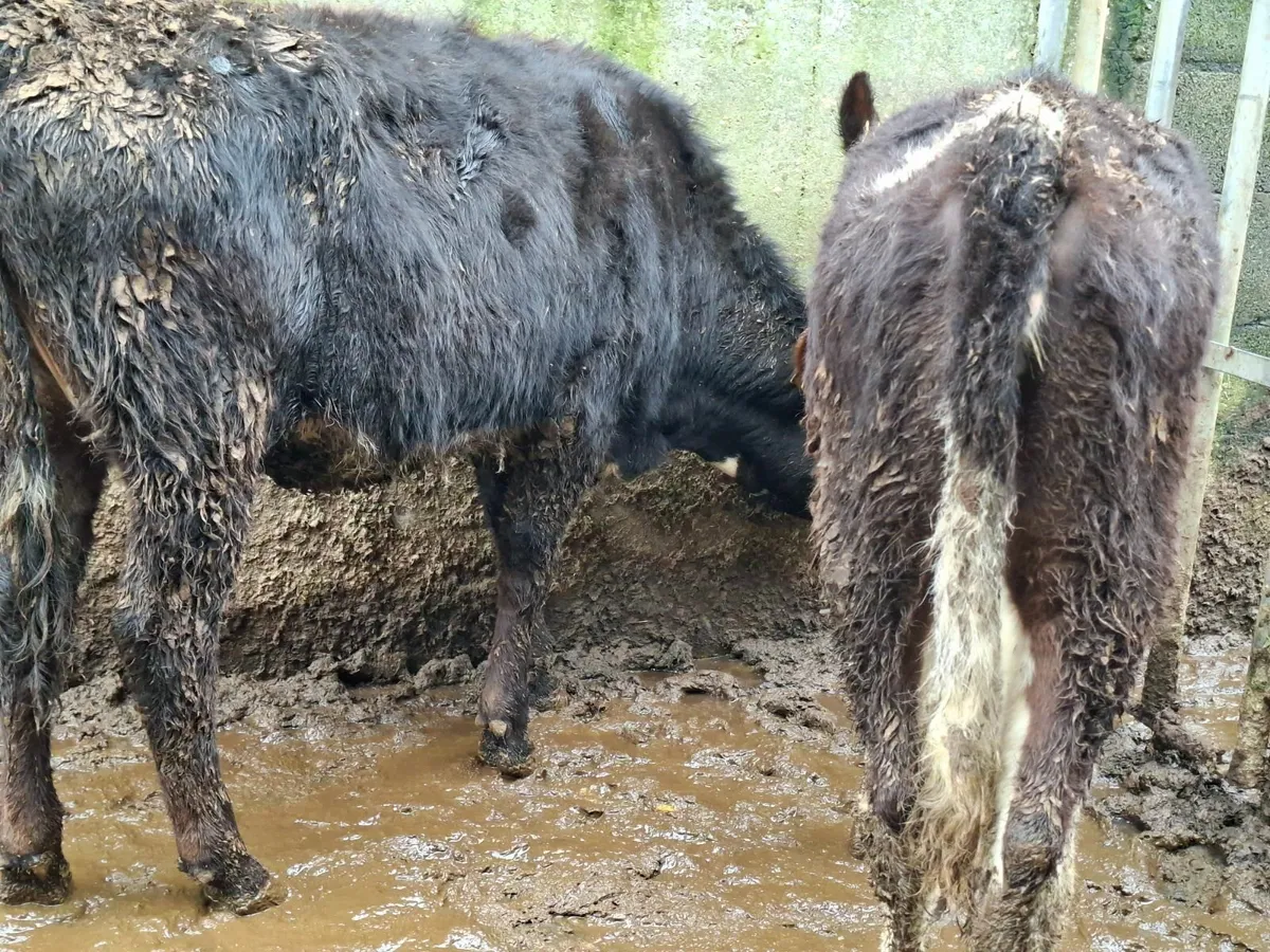 Hereford Heifers - Image 1