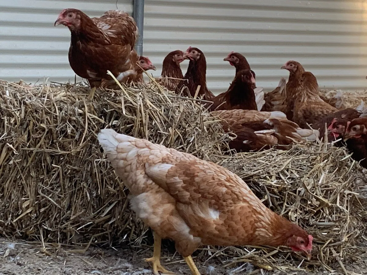 Point of lay Pullets - Image 2