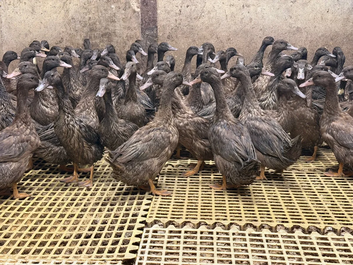 Khaki Campbell Ducks - Image 2