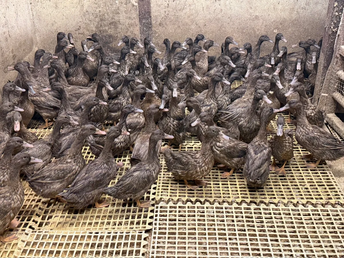 Khaki Campbell Ducks - Image 3