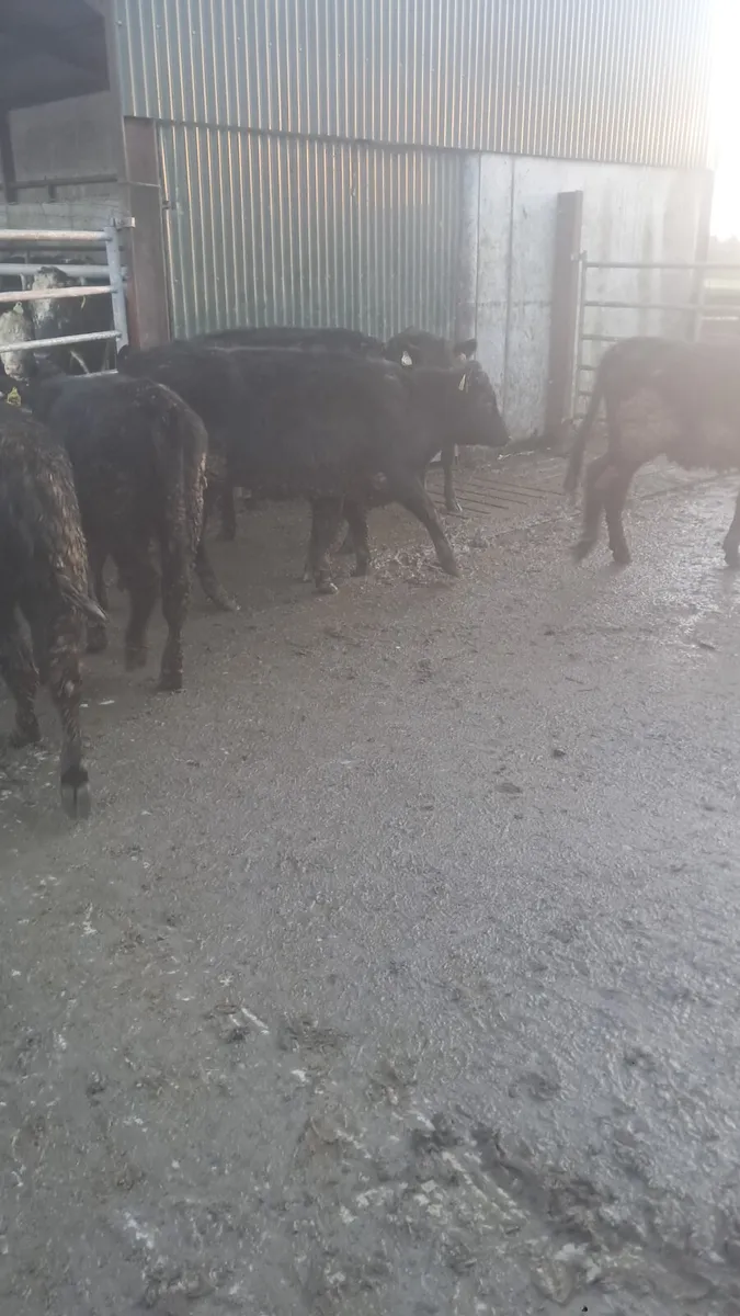 Angus heifers - Image 2