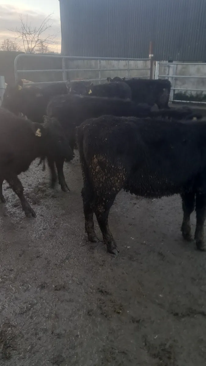 Angus heifers - Image 4