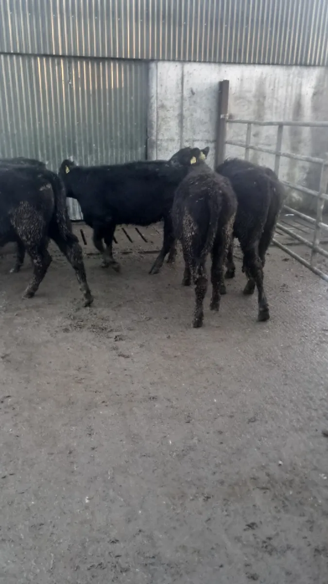 Angus heifers - Image 1
