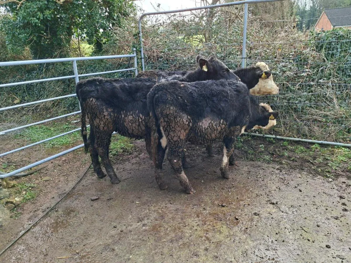 3 heifers - Image 3